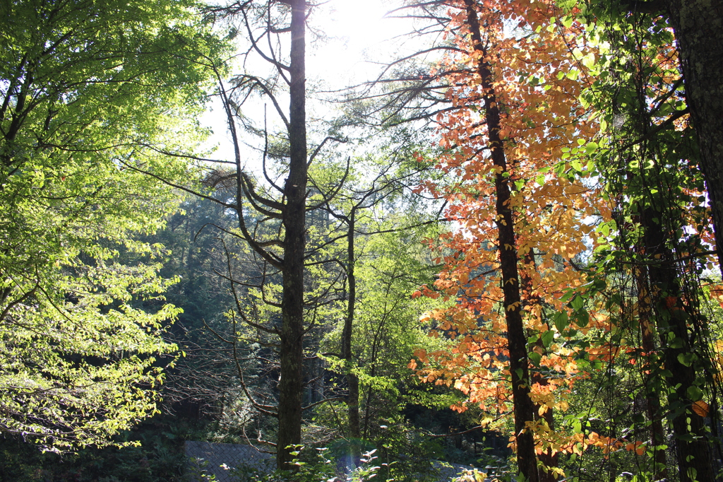 early autumn④