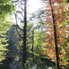 early autumn④