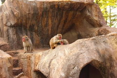 アルプス公園の猿山での一場面 