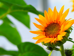 遅咲きの花