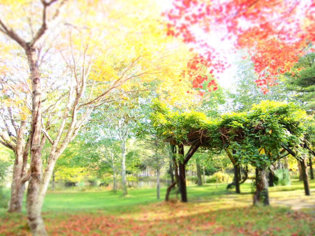 紅葉のはじまり