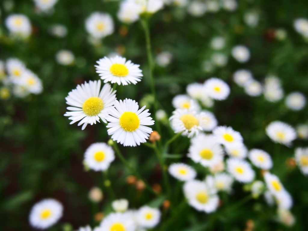 小さな花