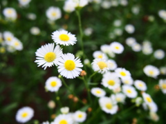小さな花
