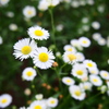 小さな花