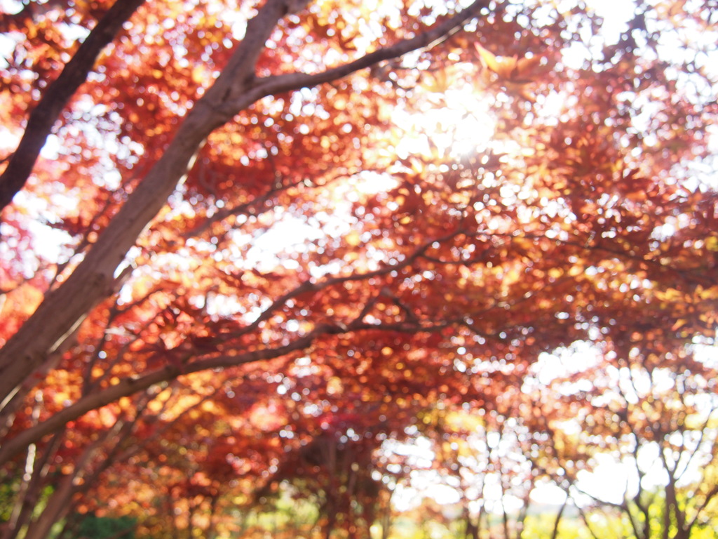 紅葉