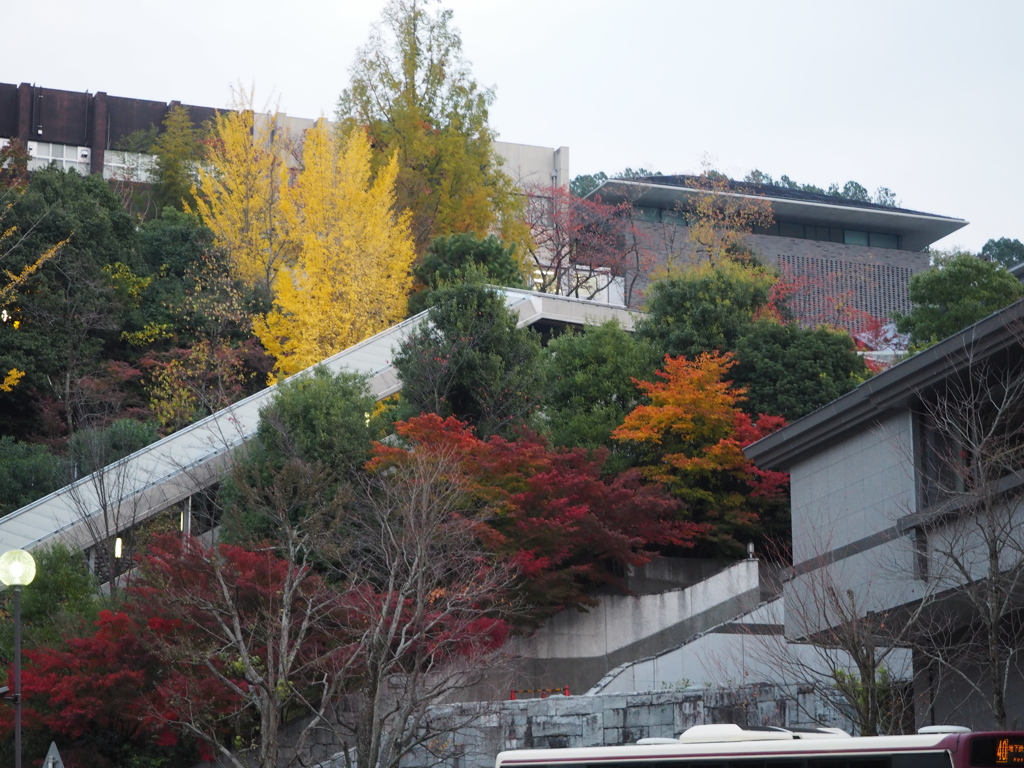 大学の紅葉