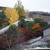 大学の紅葉