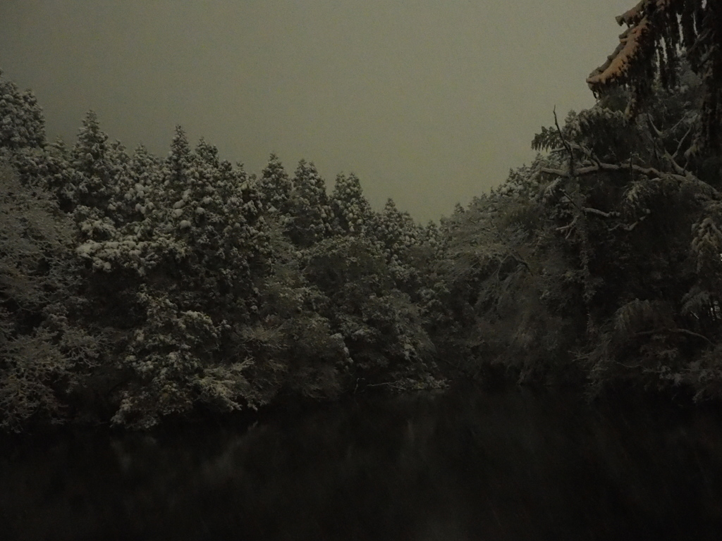 雪の森
