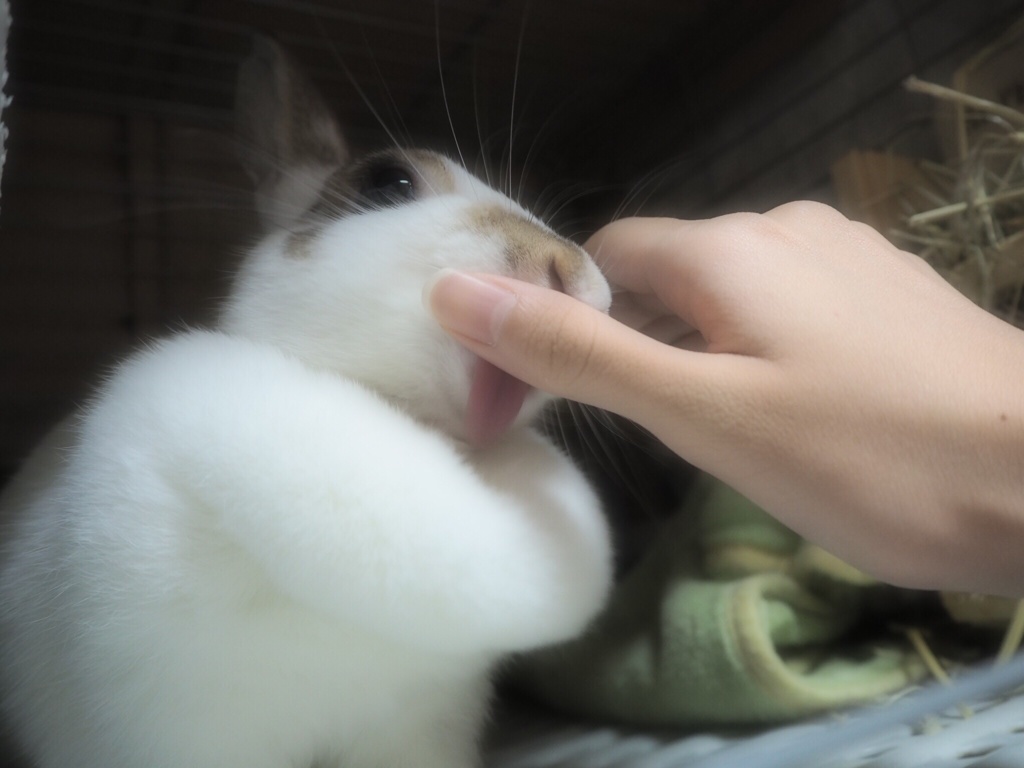 ぺろォ〜ん