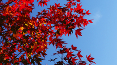 青空と紅葉