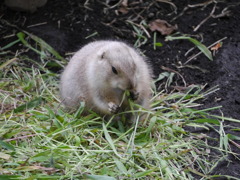 上野動物園
