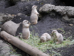 ワンって泣くから