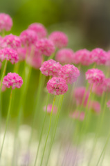 spring　color