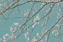 水面に咲く