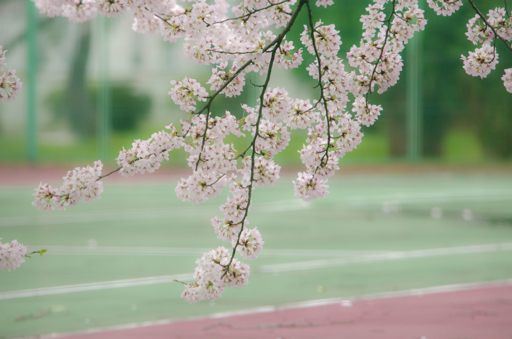 テニスコート（４）