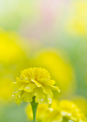 雨上がり