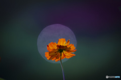 仮想の月夜
