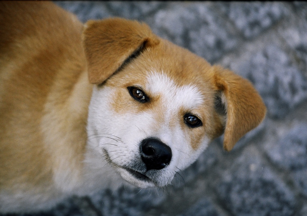 侍犬