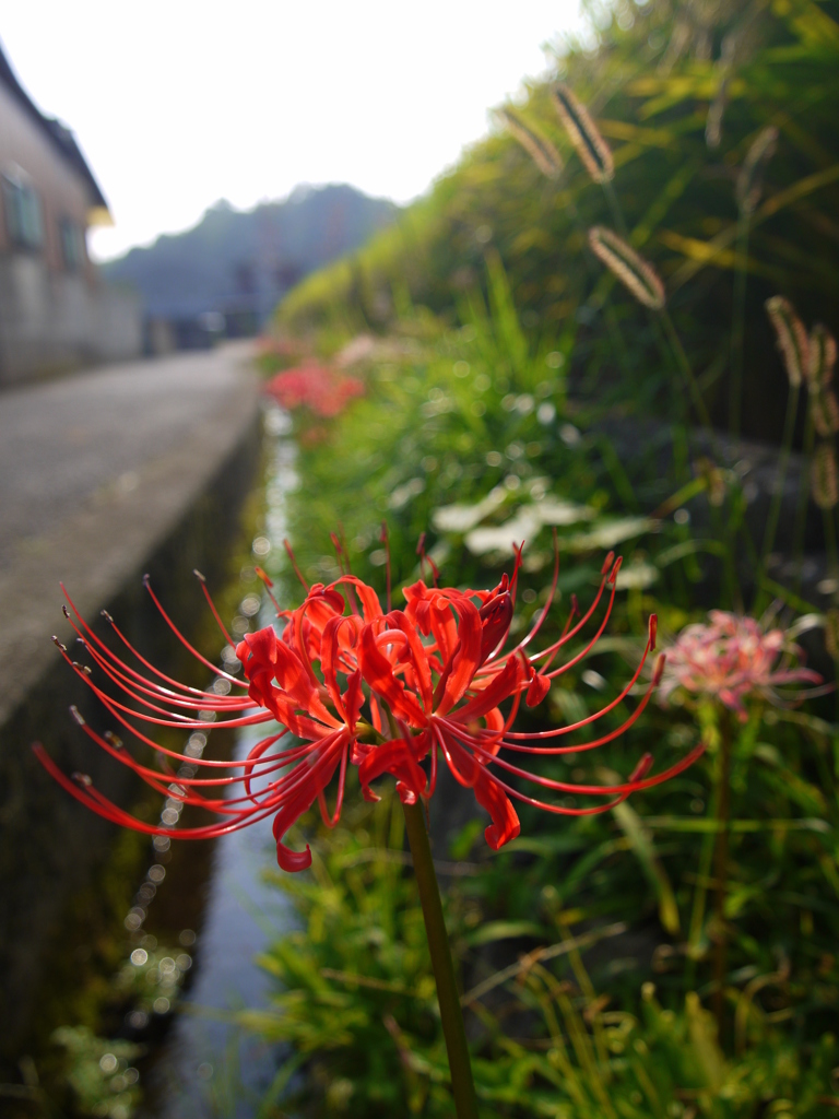 彼岸花