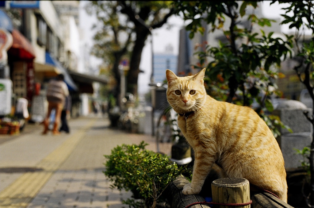 街の見張り番