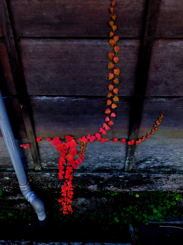 紅葉しすぎ