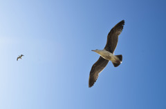 Seagulls