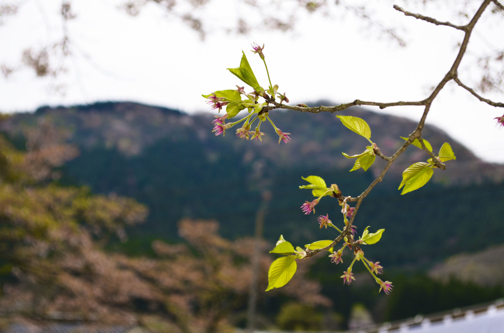 Tsuwano