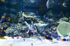 Aquarium