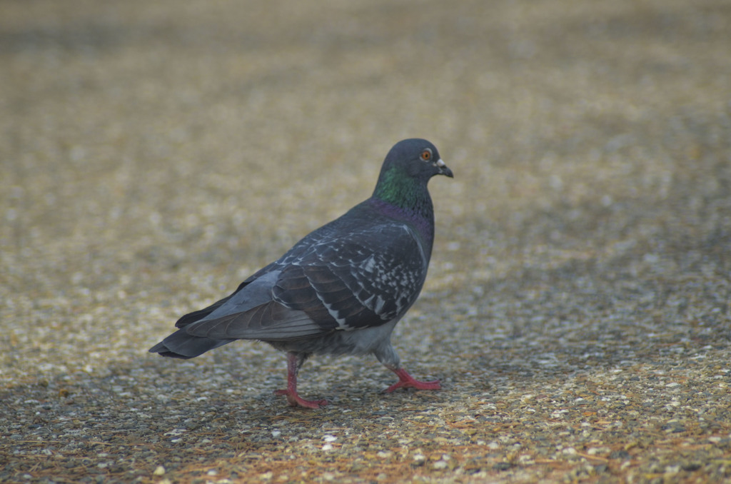 鳩ぽっぽ