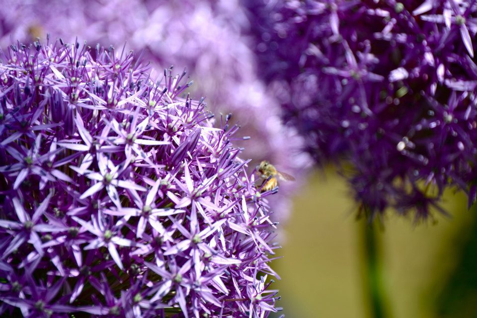 Bee