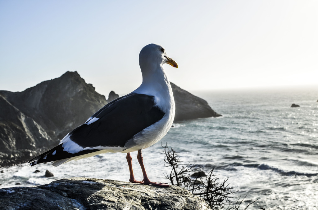 Seagull