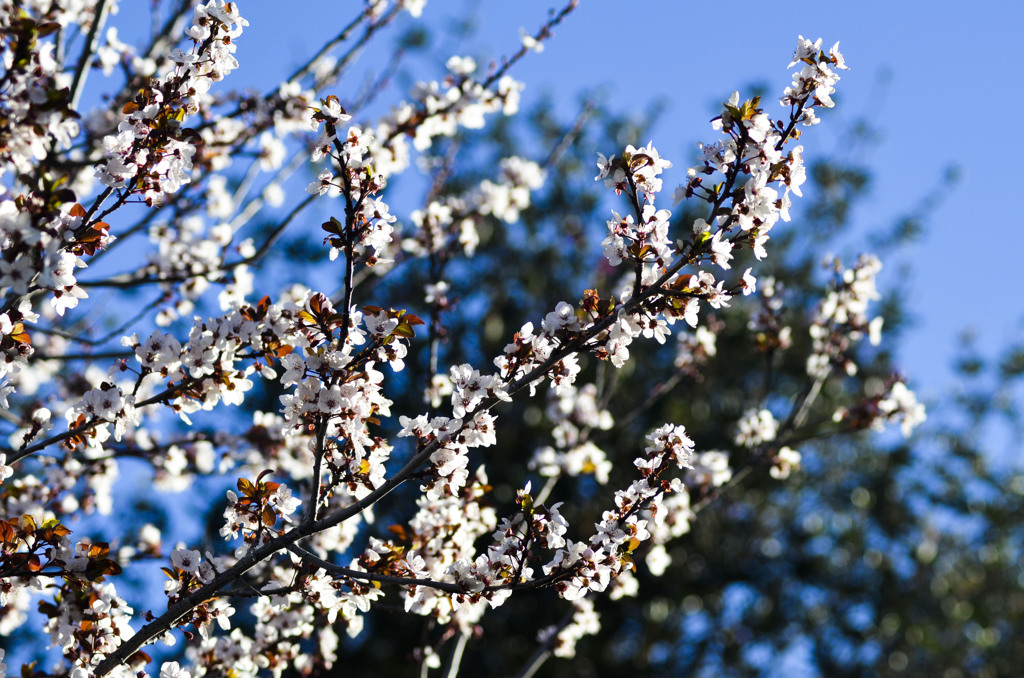 Sakura tree