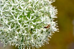 Bee
