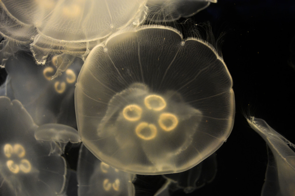 Jelly Fish