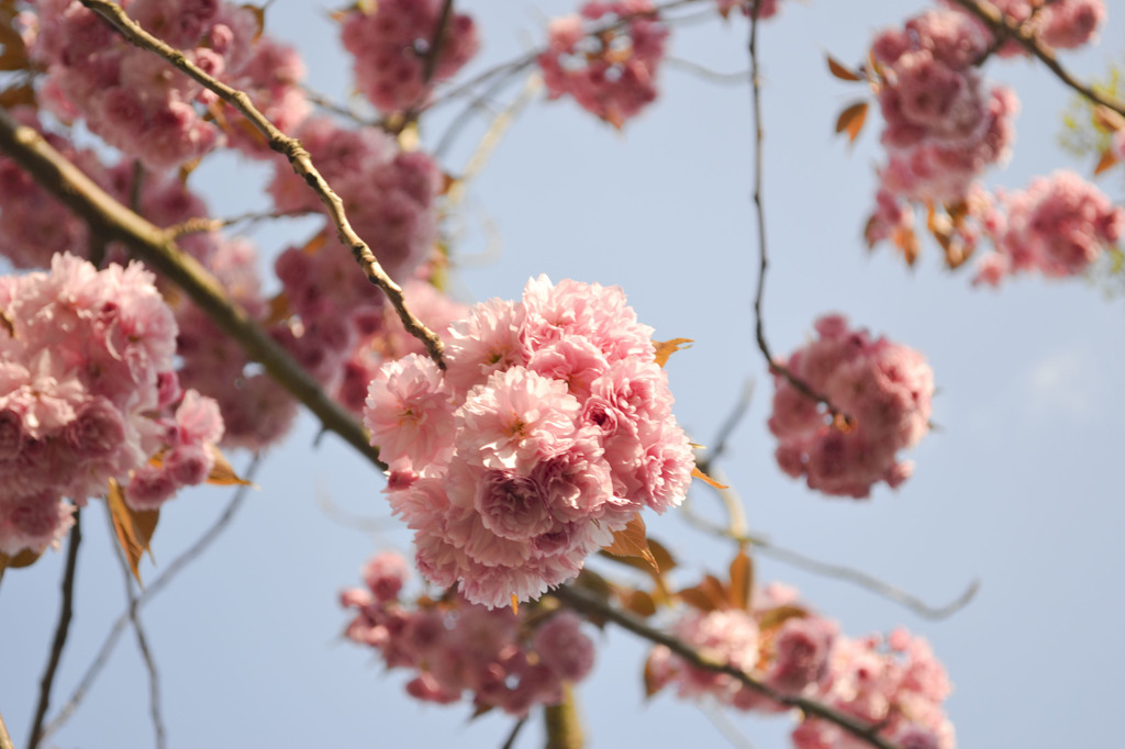 Sakura