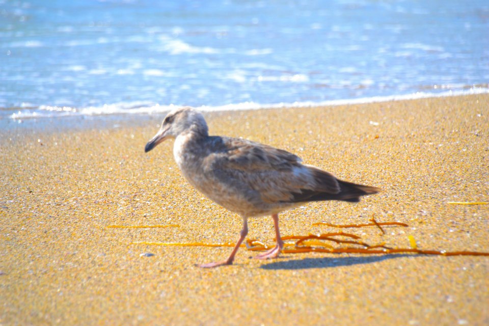 Seagull