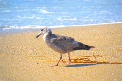 Seagull