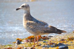 Seagull