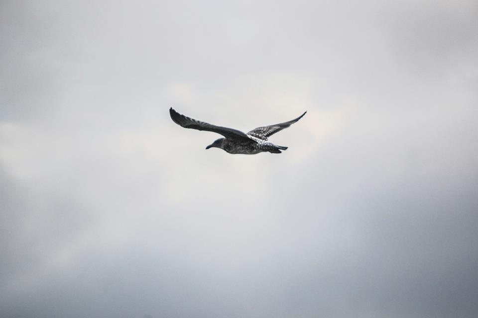 Bird