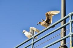 Seagulls