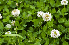 Clover