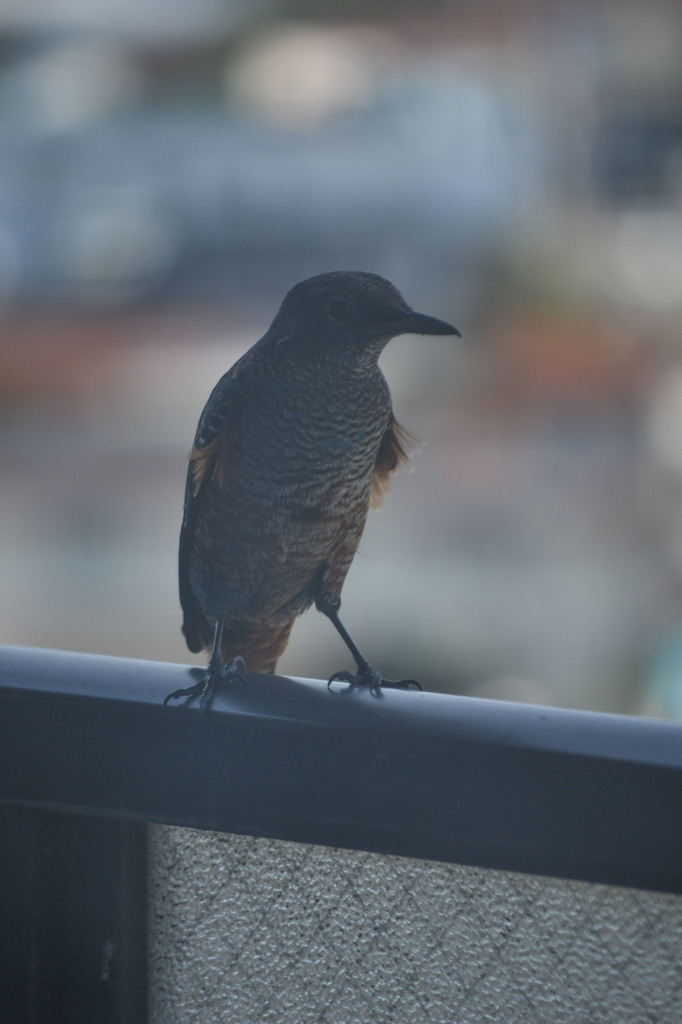 Bird