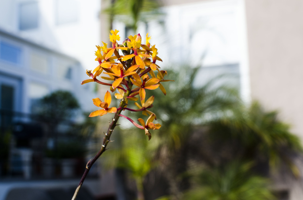 Flower