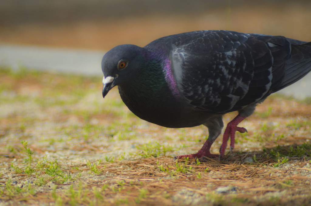 鳩さん