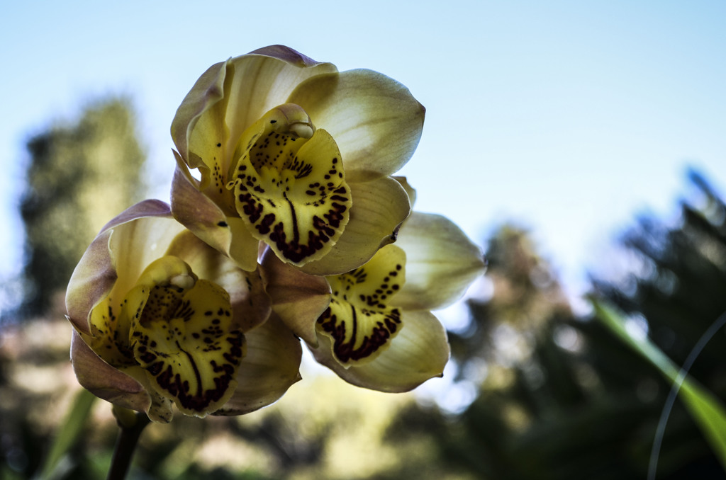 Flower