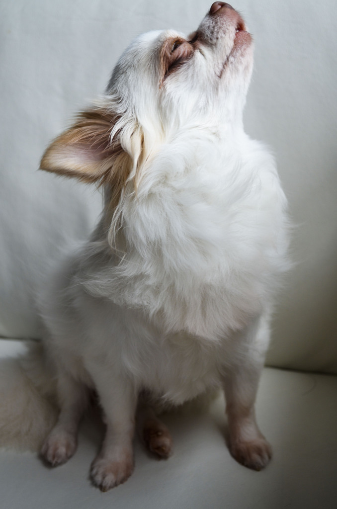 L'Affy