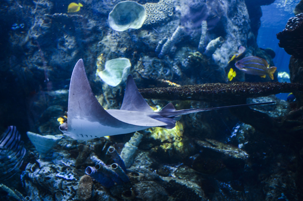 Aquarium