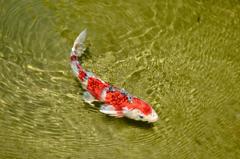 Koi Fish