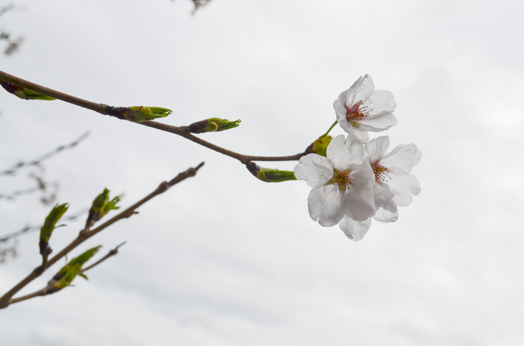 Sakura