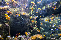 Aquarium